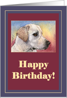 happy birthday, labrador, card