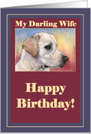 happy birthday, wife, labrador, card