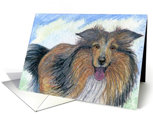 Blank card for your own greeting, dog, sheltie card (471572)