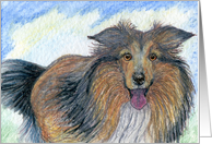 Blank card for your own greeting, dog, sheltie card