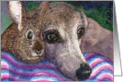 Blank card for your own greeting, dog, whippet, greyhound, rabbit, card