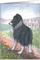 Plain for your own greeting, dog, border collie, card