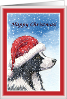 Christmas card, dog, Border Collie card