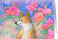 blank card, notecard, paper cards, dog, Corgi, card