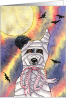 A Border Collie Dog has been wrapped up in Mummy Fashion for Halloween card