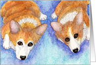 blank card, corgi, dog, card