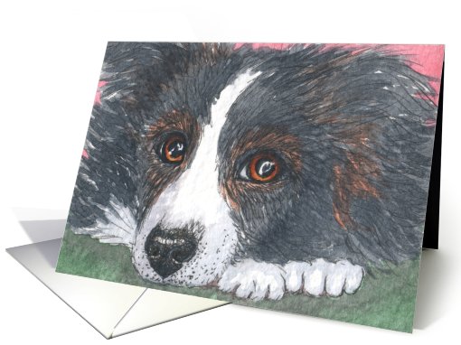 blank card, border collie, dog, card (611574)