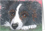 blank card, border collie, dog, card