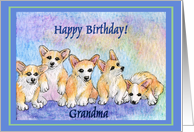 happy birthday grandma, corgi puppies, blue border card