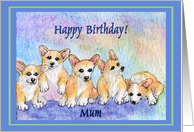 happy birthday mum, corgi puppies, blue border card