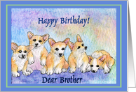 happy birthday brother, corgi puppies, blue border card