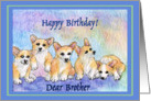 happy birthday brother, corgi puppies, blue border card