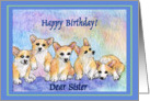 happy birthday sister, corgi puppies, blue border card