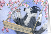 blank card, border collie dog, blossom, card