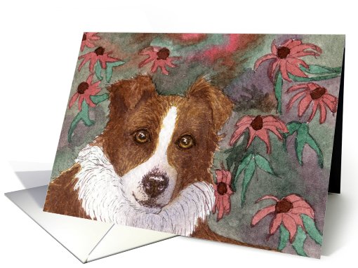 border collie dog, blank card, card (670721)