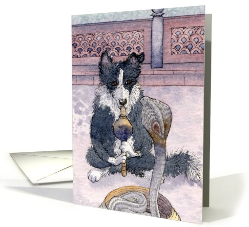 border collie, dog, snake charmer, blank card, card (764331)