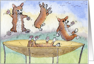 Welsh Corgi pups playing on a trampoline card