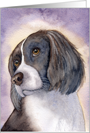 Springer spaniel card