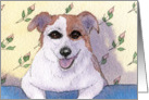 Jack Russell Terrier on the back of her new sofa card