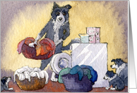 Border Collie dog on washing day card