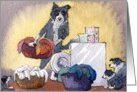 Border Collie dog on washing day card