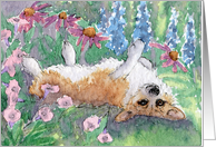 Corgi dog rolling in the herbaceous border card