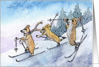 Three Corgi dogs skiing card