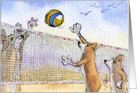 The Corgi Games, volleyball, corgi, dog, card