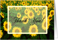 Thank You Sunflower Field card