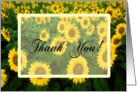 Thank You Sunflower Field card
