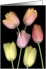 pastel french tulips card