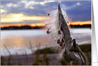milkweed sunset card