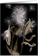 milkweed series (a)