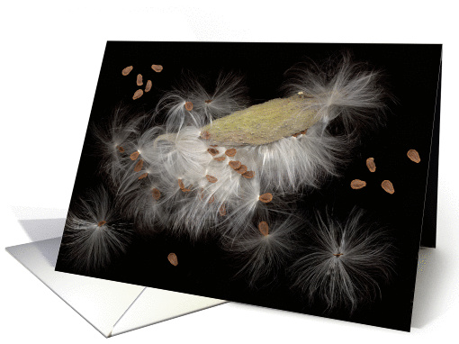 milkweed series (b) card (125190)