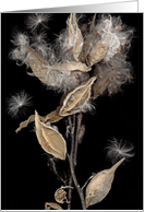milkweed series (e) card