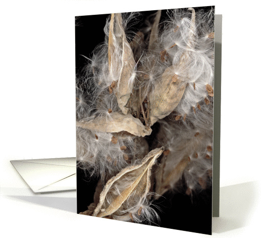milkweed series (d) card (125242)