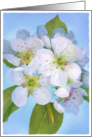 tribute to georgia no. 2 card