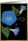 heavenly blue card