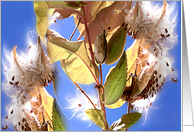 windy day milkweed card