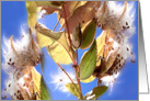 windy day milkweed card