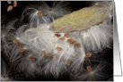 milkweed pod card