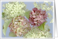 pastel hydrangea
