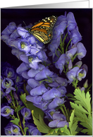 monkshood & monarch card