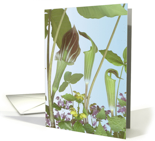 jack-in-the-pulpit, morning card (216151)