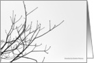 zen picture with branches card