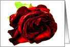 a rose for mom card