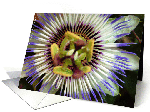 GREETINGS card (262709)