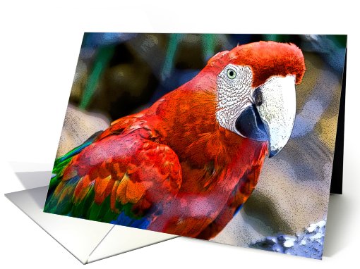 Mr Parrot card (475280)