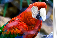 Mr Parrot card