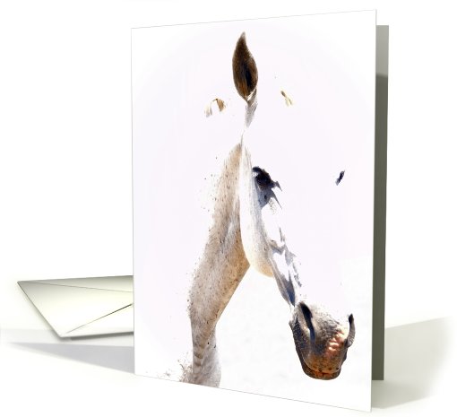the white horse card (477556)
